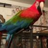 Greenwing macaw looking for new home