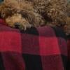 Proven Miniature Red Poodle for Stud
