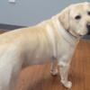 Pure Bread English Lab Registered for Stud