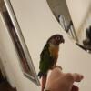 Green cheek conure