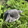 Upcoming Pedigreed Holland Lop Litter