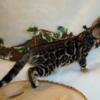 READY TO GO HOME- Amazing Brown Female & Males Rosetted W/Glittered Pelt Bengal Kittens