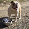 Olde english bulldogge female