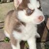 Bernese Mountain dog/husky mix pups