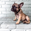 Male French bulldog