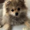 Small beautiful Female Pomeranian 