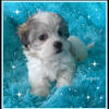 Gorgeous Malshi (Maltese/Shihtzu) Puppy ~ "Jasper" is ready to Join his New Family!