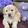 Akc  Golden Retriever pups