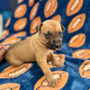 Beautiful Mastiff Puppies!