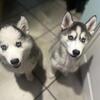 2 female Siberian husky (6 months)