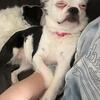Long haired Boston terrier FLORA