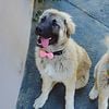 9 months anatolian  shepherd pups FOR SALE