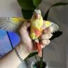 Pineapple conure ( 4 months )