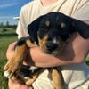 Cute Blue Heeler and unknown mix