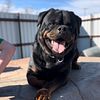 Serbian import Rottweiler stud, stud service