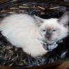 Blue Point Ragdoll Kitten, Hunter