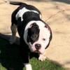 Pocket American Bully For Sale