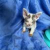 Devon rex male kitten oscar