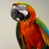 Catalina, macaw 