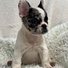 French Bulldog puppies AKC paperwork