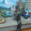 ✨ Maine Coon Kittens - European line✨
