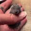 Lesser Hedgehog Tenrec Babies ready to go