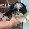 Shih Tzu Puppies