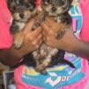 9 week old yorkies ready for new home