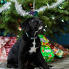 Puppies (Heeler, Mastiff, Lab and German Shepard)