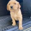 @@@@GOLDEN RETRIEVER PUPPIES FOR SALE@@@@