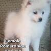 Apri registered Pomeranian