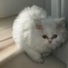 Purebred gorgeous white Persians free to good home read