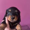 Dapple and Black and Tan Dachshunds