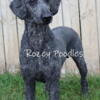 AKC Adult Male Standard Poodle 