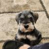 AKC  miniature Schnauzers