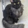 Black Smoke TICA Maine Coon