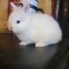 Blue Eyes Lionheads/ Holland Lops / Lionheads Netherland Dwarf