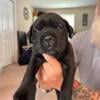 4 Serbian Bloodline Cane Corso puppies. 10 weeks old