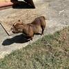 French Bulldog & American Bully For Sale