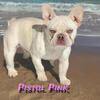 French Bulldog Studs