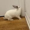 Seeking Breeding Match for Himalayan Rabbit