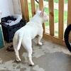 Whit micro bully male for trade or cash