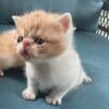 Persian shorthair kittens CFA  short hair Adorable red and white man