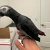 African grey parrot. Talks nice bird