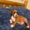 AKC BOXER PUPPIES AVAILABLE