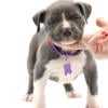 American Bully Puppies For Sale