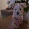 morkie puppy