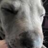 Maverick is a blue Great Dane puppy 🐶