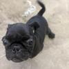 Pug puppy