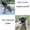 Akc English mastiff pups for sale